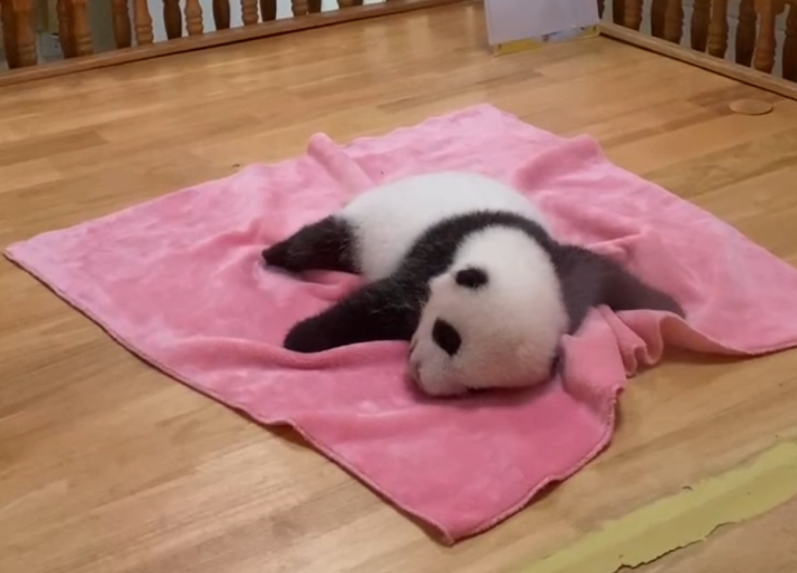 幼年熊猫